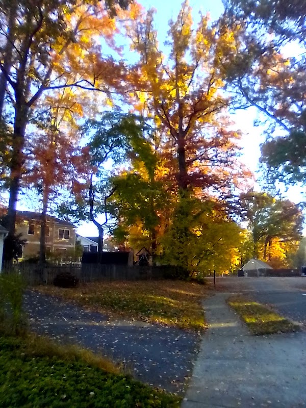 Vienna Woods 1