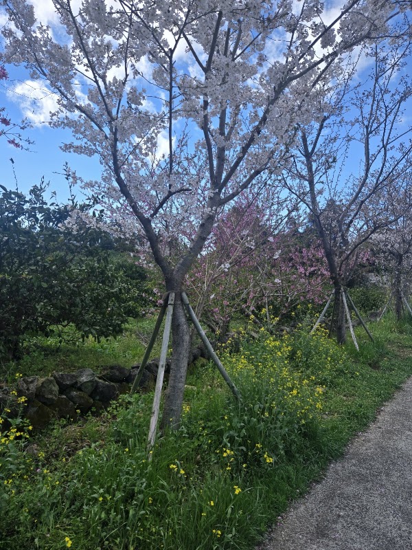 Unmulgyo Bridge 5