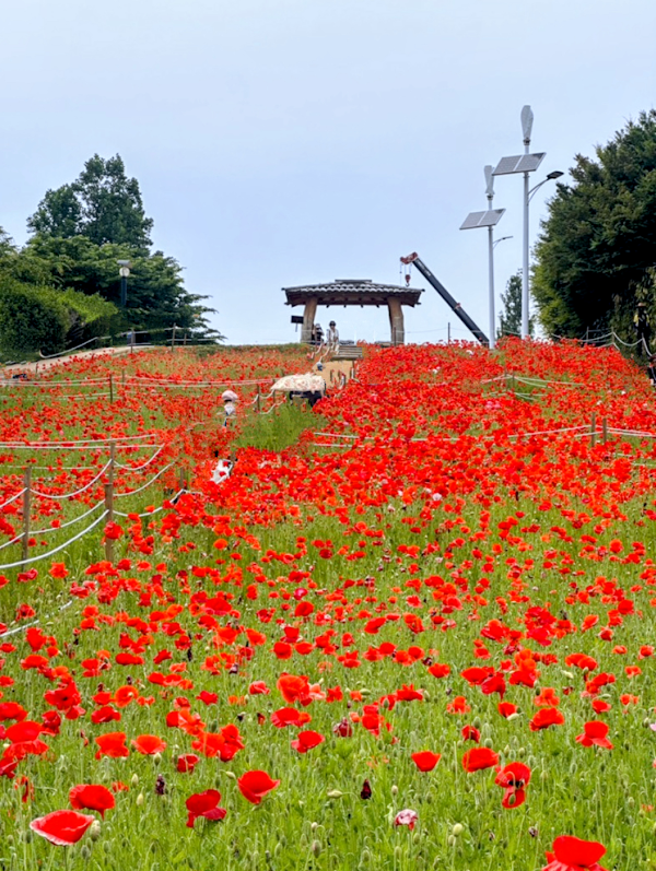 Olympic Park Wildflower Garden 1
