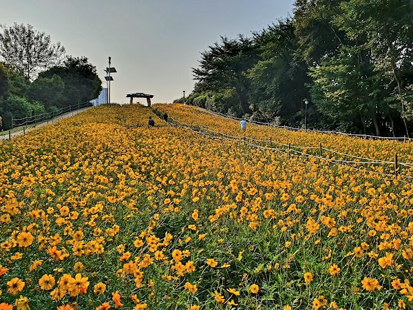 Olympic Park Wildflower Garden 5