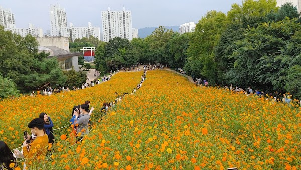 Olympic Park Wildflower Garden 4