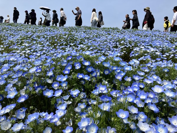 Eggs Forest Flower Garden 1