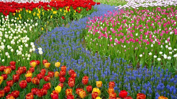 Eggs Forest Flower Garden 4