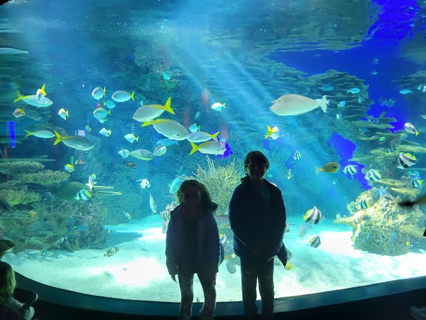 Ripley's Aquarium of the Smokies 1