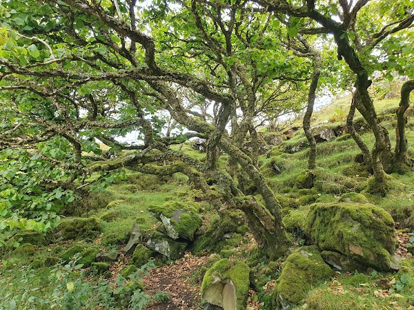 The Fairy Glen 4