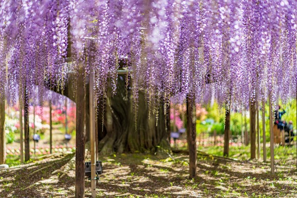 Ashikaga Flower Park 1