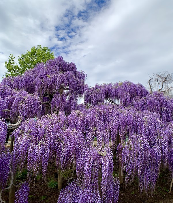 Ashikaga Flower Park 5