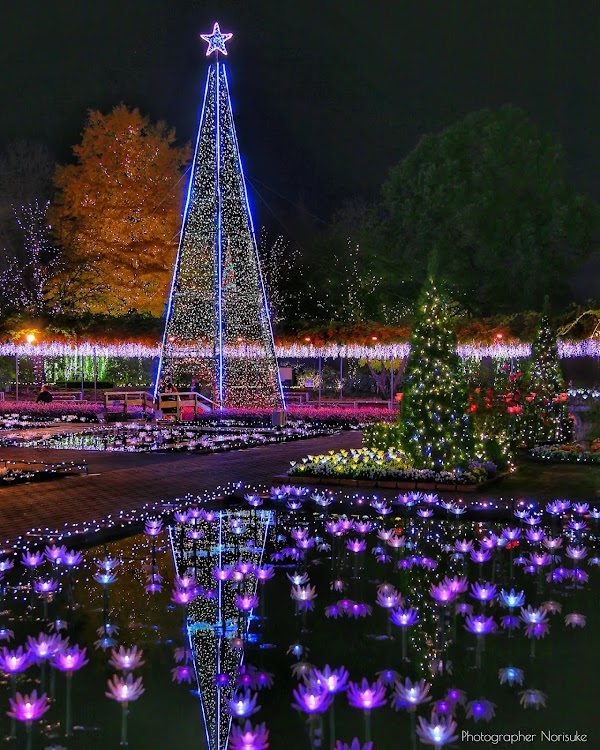 Ashikaga Flower Park 4