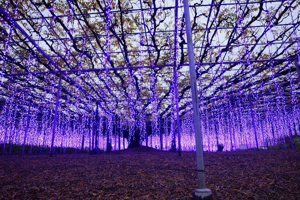 Ashikaga Flower Park 2
