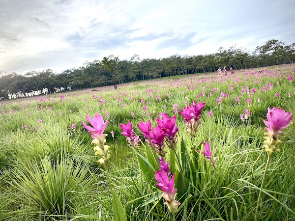 Sai Thong National Park