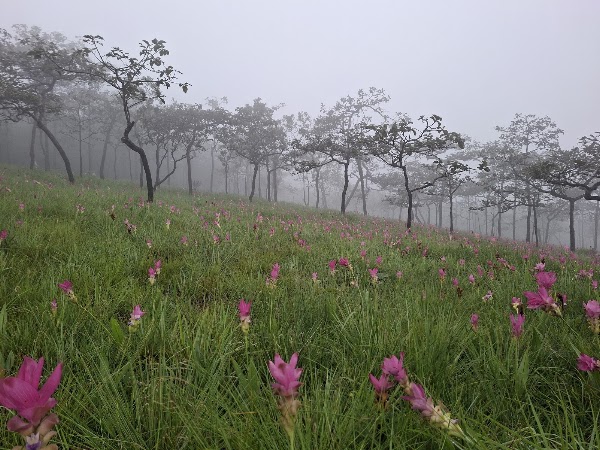 Sai Thong National Park 5