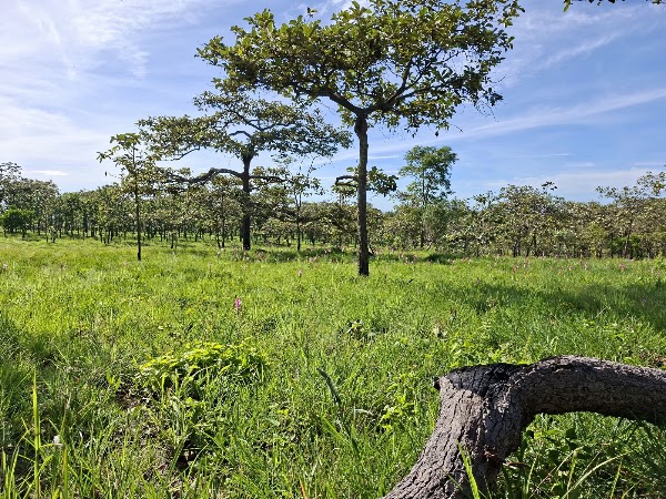 Sai Thong National Park 2