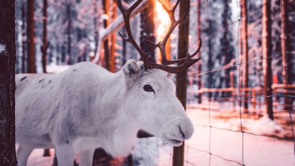 Santa's Pets 1