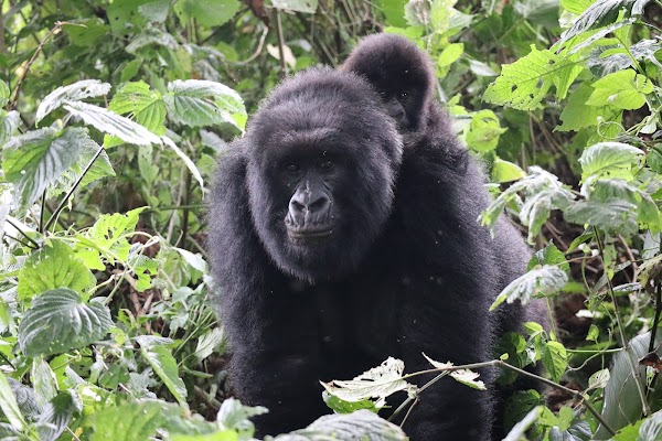 Virunga National Park 1