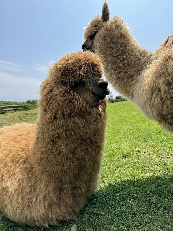 Lios Stone Circle & Animal Feeding