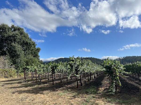Bennett Lane Winery 3