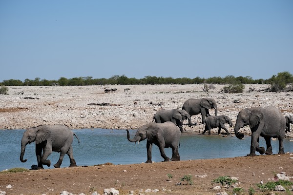 Etosha National Park 1