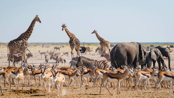 Etosha National Park 5