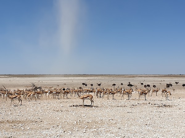 Etosha National Park 4