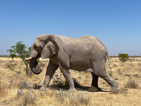 Etosha National Park 2