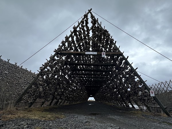 Svinøya 5