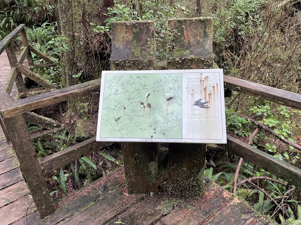 Rainforest Trail 5