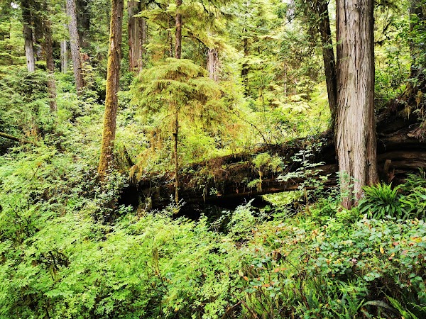Rainforest Trail 3