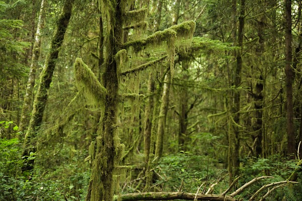 Rainforest Trail 2