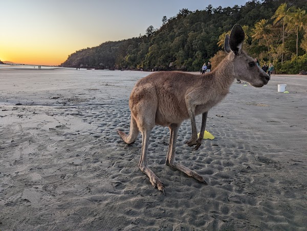 Cape Hillsborough Beach