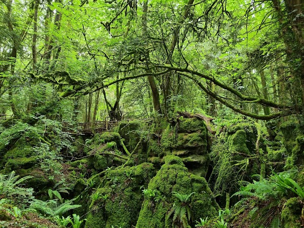 Puzzlewood 1