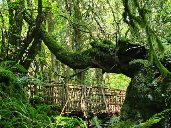 Puzzlewood 4