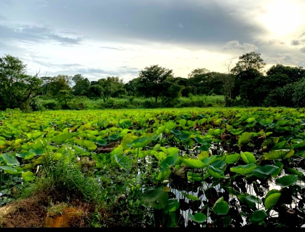 Bollywood Farms Pte Ltd 4