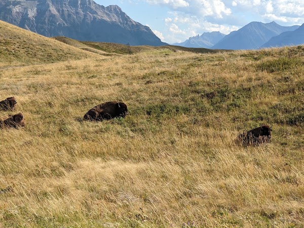 Bison Paddock Loop