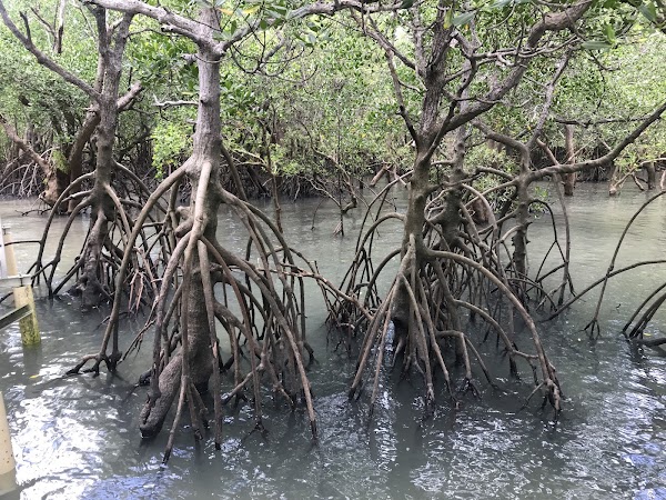 Mangrove Boardwalk 5