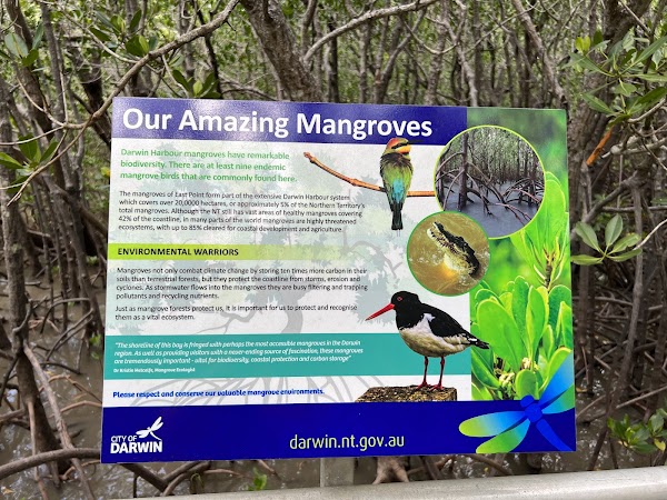 Mangrove Boardwalk 3