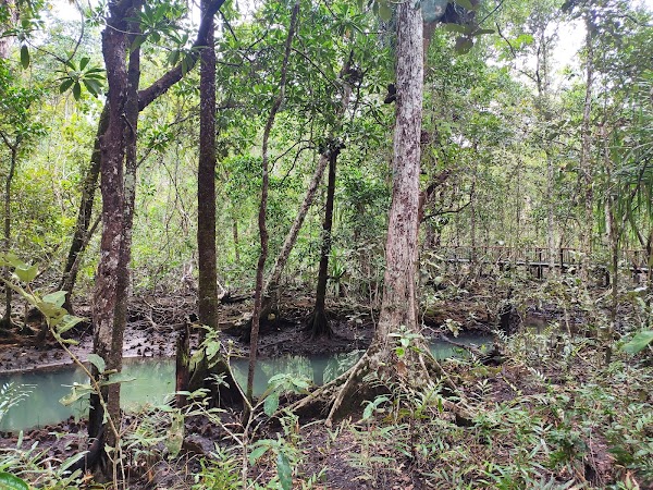 Mangrove Boardwalk 2