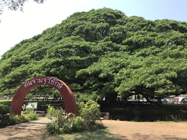 Giant Monkey Pod Tree