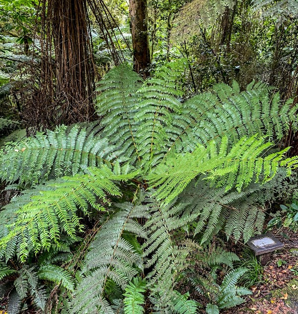 Thunder Creek Falls 2