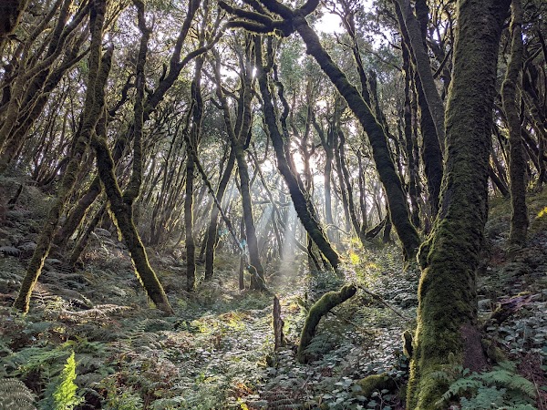 Parque Nacional de Garajonay
