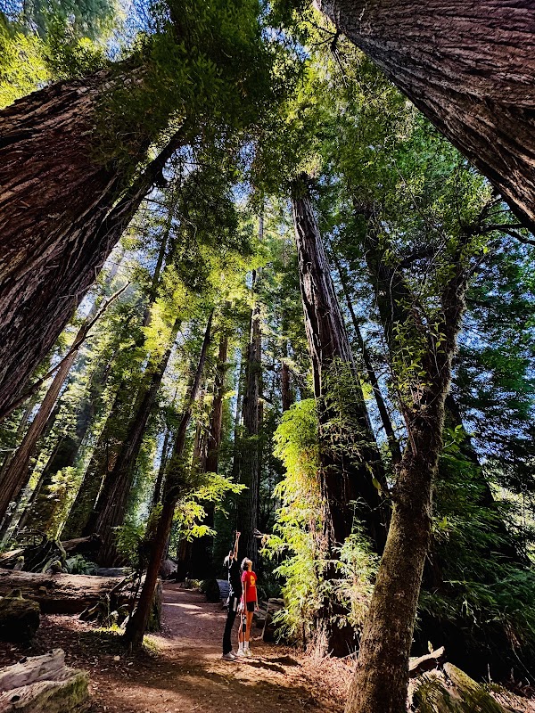 California 37