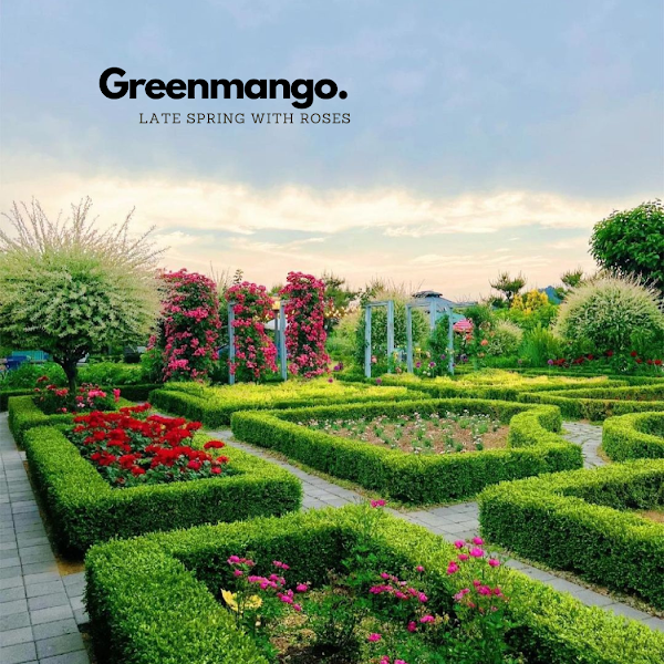 Green Mango 4