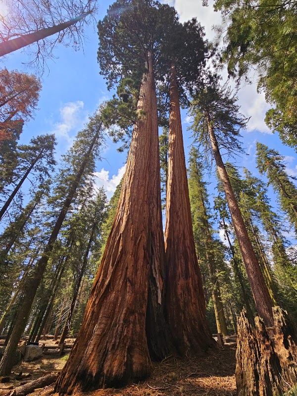 The Giant Forest 1