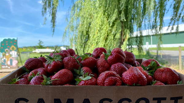 Samascott Orchards 1