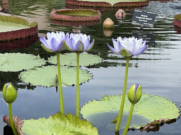 Denver Botanic Gardens 2