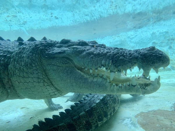 St. Augustine Alligator Farm Zoological Park 4