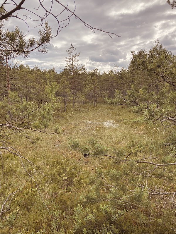 Slåttmossenin luonnonsuojelualue 1