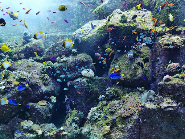 The Lost Chambers Aquarium at Aquaventure World 1