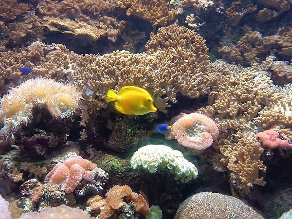 The Lost Chambers Aquarium at Aquaventure World 4