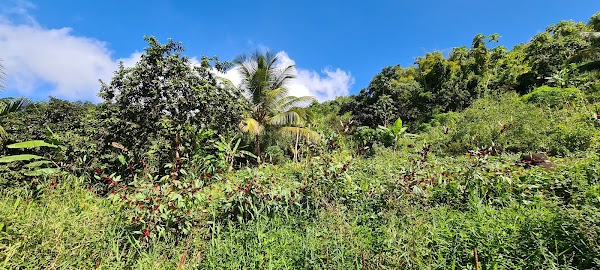 Grenada 3