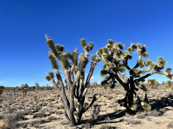 Mojave National Preserve